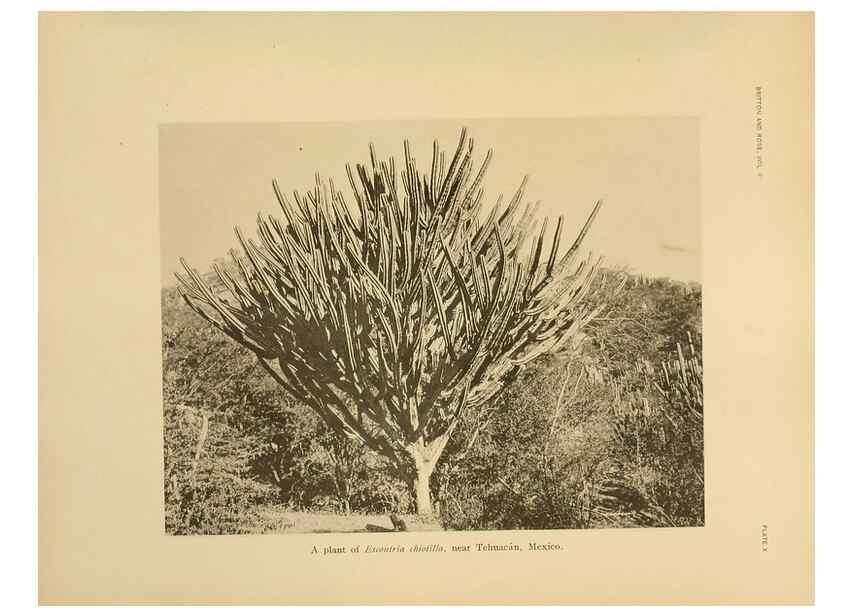Reproducción/Reproduction 7979555330: The Cactaceae :. Washington :Carnegie Institution of Washington,1919-1923.