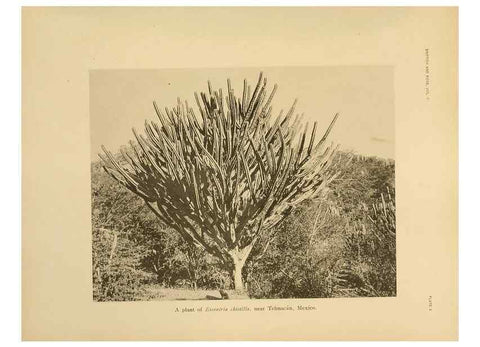 Reproducción/Reproduction 7979555330: The Cactaceae :. Washington :Carnegie Institution of Washington,1919-1923.