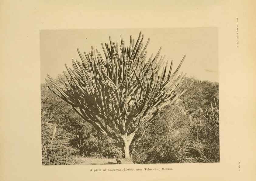 Reproducción/Reproduction 7979555330: The Cactaceae :. Washington :Carnegie Institution of Washington,1919-1923.