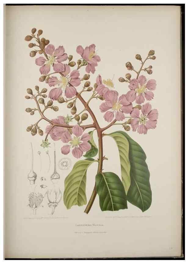 Reproducción/Reproduction 7977090399: Fleurs, fruits et feuillages choisis de l'ille de Java. Bruxelles :C. Muquardt,[1880]