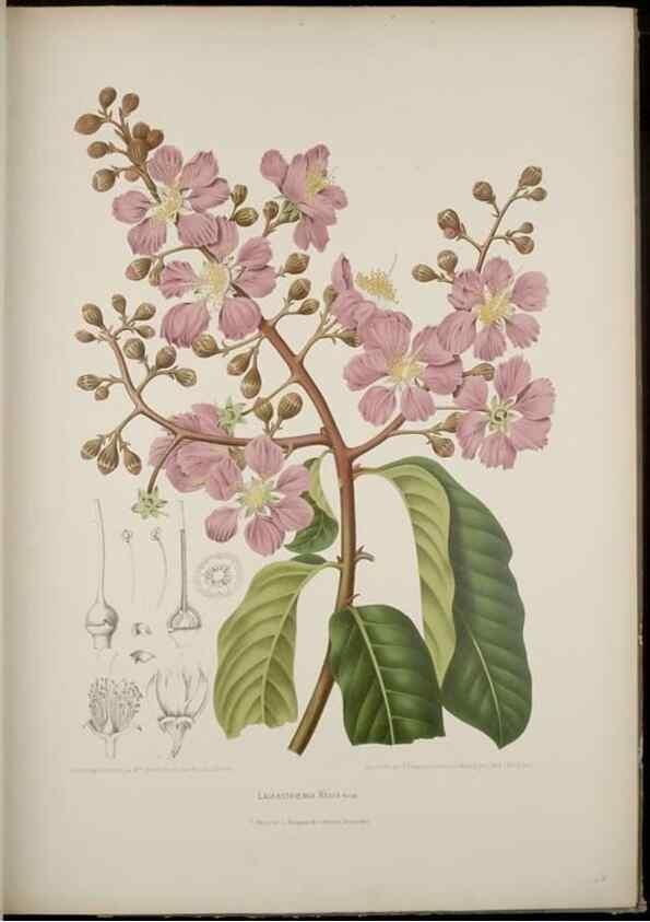 Reproducción/Reproduction 7977090399: Fleurs, fruits et feuillages choisis de l'ille de Java. Bruxelles :C. Muquardt,[1880]
