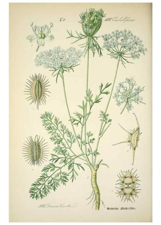 Reproducción/Reproduction 7982402757: Prof. Dr. Thomé's Flora von Deutschland, Österreich und der Schweiz, in Wort und Bild, für Schule und Haus ; mit ... Tafeln ... von Walter Müller.. Gera-Untermhaus :F.E. Köhler,1886-1934.