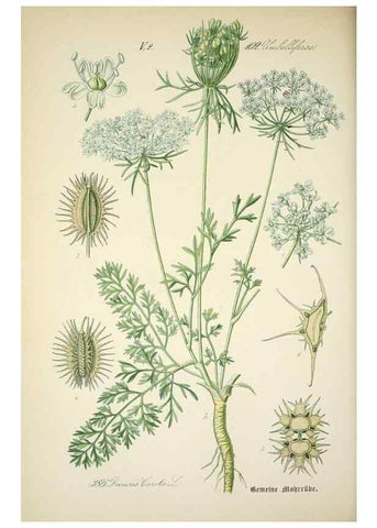 Reproducción/Reproduction 7982402757: Prof. Dr. Thomé's Flora von Deutschland, Österreich und der Schweiz, in Wort und Bild, für Schule und Haus ; mit ... Tafeln ... von Walter Müller.. Gera-Untermhaus :F.E. Köhler,1886-1934.