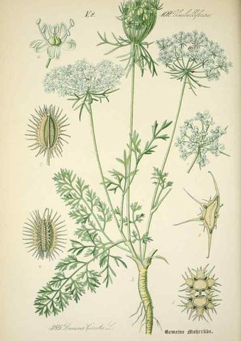 Reproducción/Reproduction 7982402757: Prof. Dr. Thomé's Flora von Deutschland, Österreich und der Schweiz, in Wort und Bild, für Schule und Haus ; mit ... Tafeln ... von Walter Müller.. Gera-Untermhaus :F.E. Köhler,1886-1934.
