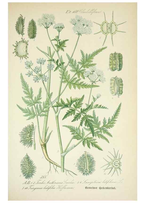 Reproducción/Reproduction 7982403805: Prof. Dr. Thomé's Flora von Deutschland, Österreich und der Schweiz, in Wort und Bild, für Schule und Haus ; mit ... Tafeln ... von Walter Müller.. Gera-Untermhaus :F.E. Köhler,1886-1934.