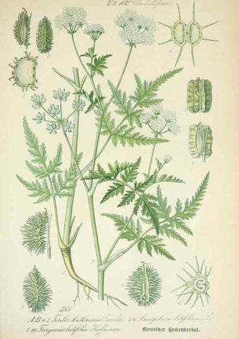 Reproducción/Reproduction 7982403805: Prof. Dr. Thomé's Flora von Deutschland, Österreich und der Schweiz, in Wort und Bild, für Schule und Haus ; mit ... Tafeln ... von Walter Müller.. Gera-Untermhaus :F.E. Köhler,1886-1934.