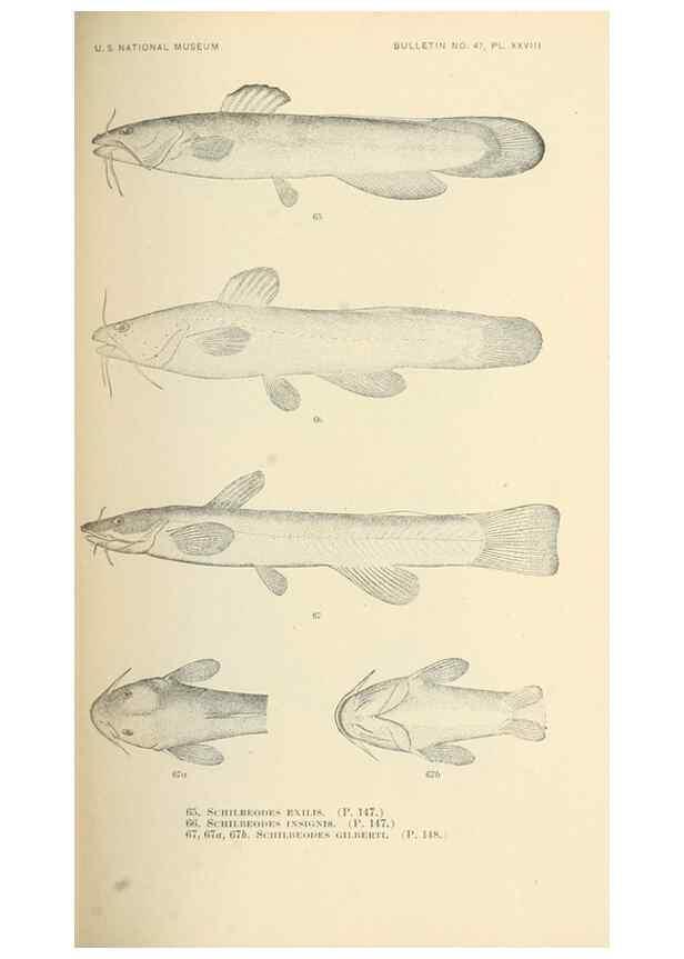 Reproducción/Reproduction 7983303931: The fishes of North and Middle America :. Washington :Smithsonian Institution, United States National Museum,1896-1900.