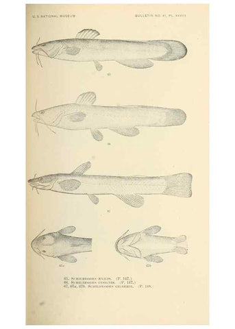 Reproducción/Reproduction 7983303931: The fishes of North and Middle America :. Washington :Smithsonian Institution, United States National Museum,1896-1900.