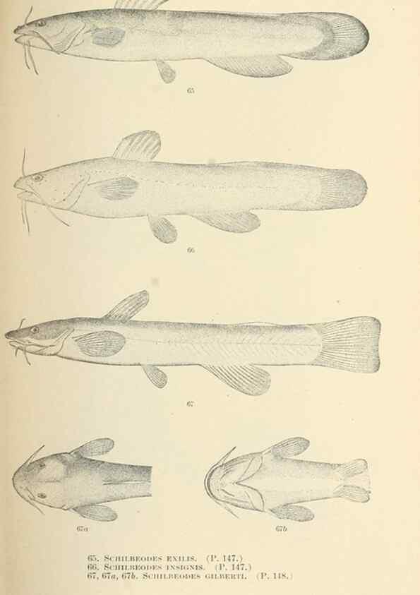 Reproducción/Reproduction 7983303931: The fishes of North and Middle America :. Washington :Smithsonian Institution, United States National Museum,1896-1900.
