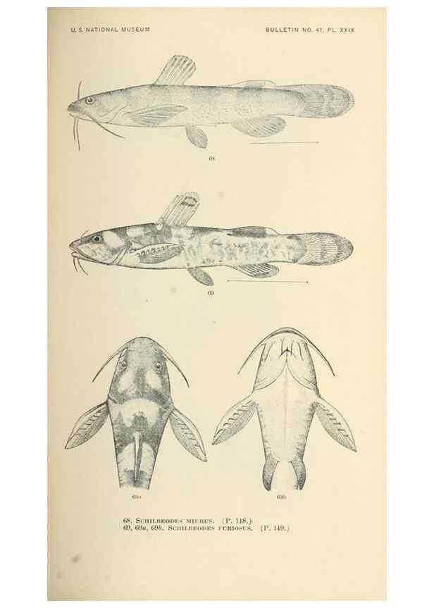 Reproducción/Reproduction 7983304565: The fishes of North and Middle America :. Washington :Smithsonian Institution, United States National Museum,1896-1900.