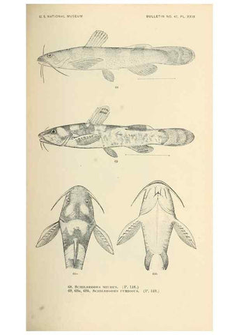Reproducción/Reproduction 7983304565: The fishes of North and Middle America :. Washington :Smithsonian Institution, United States National Museum,1896-1900.