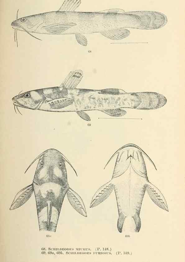 Reproducción/Reproduction 7983304565: The fishes of North and Middle America :. Washington :Smithsonian Institution, United States National Museum,1896-1900.
