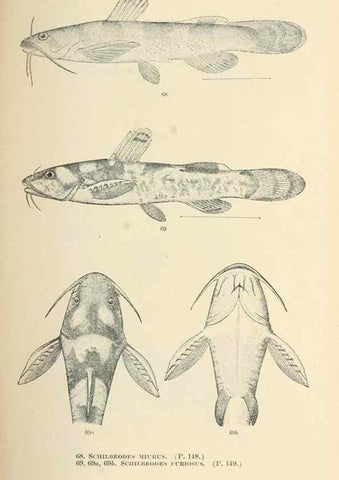 Reproducción/Reproduction 7983304565: The fishes of North and Middle America :. Washington :Smithsonian Institution, United States National Museum,1896-1900.