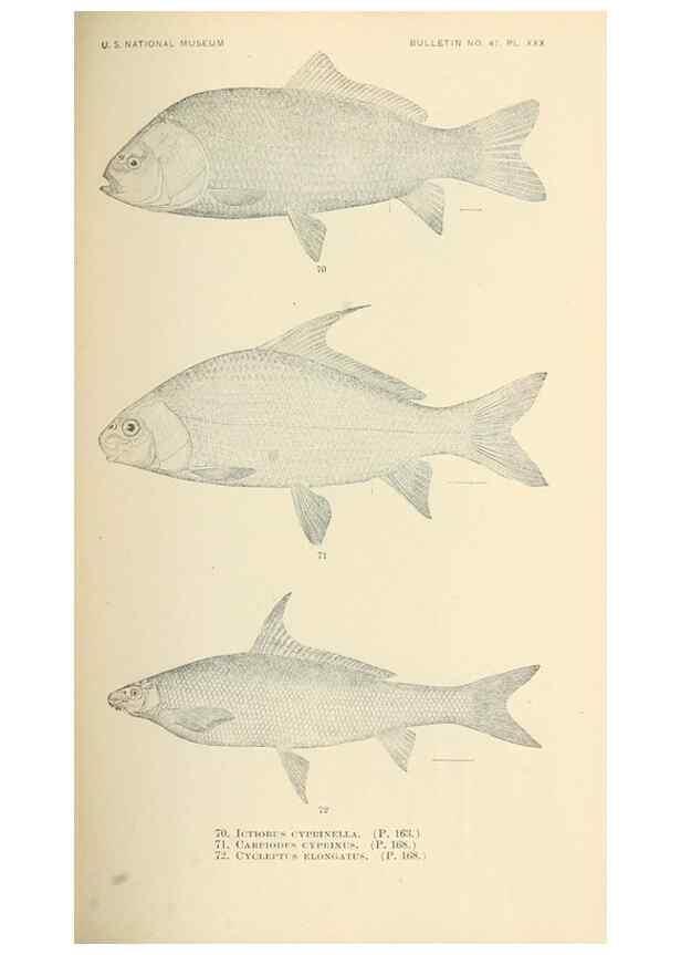 Reproducción/Reproduction 7983309272: The fishes of North and Middle America :. Washington :Smithsonian Institution, United States National Museum,1896-1900.