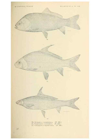 Reproducción/Reproduction 7983309272: The fishes of North and Middle America :. Washington :Smithsonian Institution, United States National Museum,1896-1900.