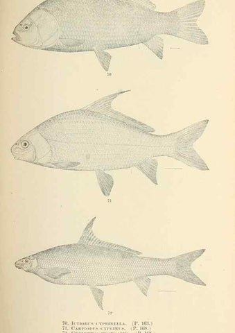 Reproducción/Reproduction 7983309272: The fishes of North and Middle America :. Washington :Smithsonian Institution, United States National Museum,1896-1900.