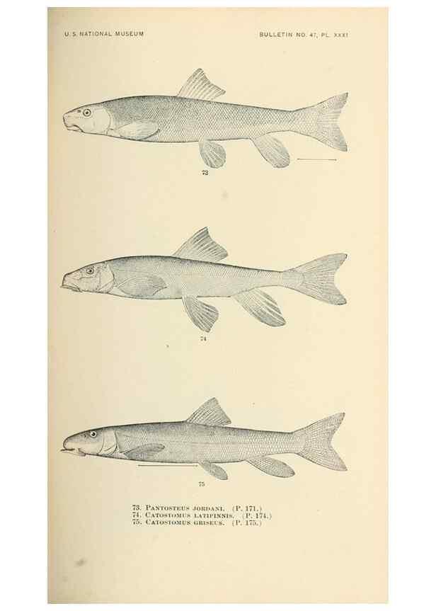 Reproducción/Reproduction 7983309822: The fishes of North and Middle America :. Washington :Smithsonian Institution, United States National Museum,1896-1900.