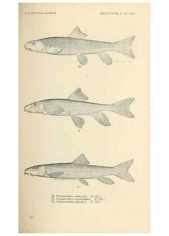 Reproducción/Reproduction 7983309822: The fishes of North and Middle America :. Washington :Smithsonian Institution, United States National Museum,1896-1900.