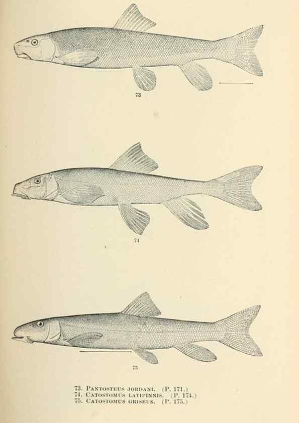 Reproducción/Reproduction 7983309822: The fishes of North and Middle America :. Washington :Smithsonian Institution, United States National Museum,1896-1900.
