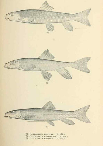 Reproducción/Reproduction 7983309822: The fishes of North and Middle America :. Washington :Smithsonian Institution, United States National Museum,1896-1900.
