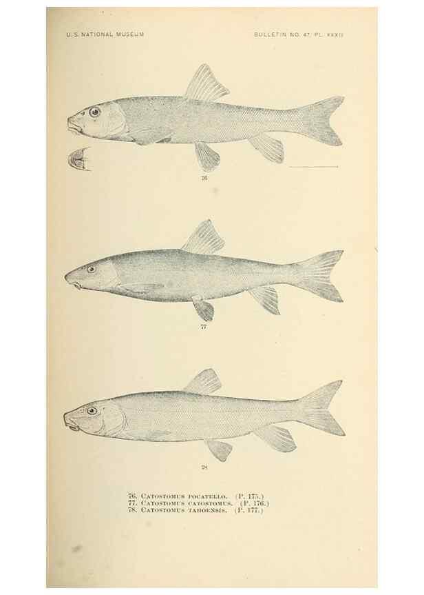Reproducción/Reproduction 7983310450: The fishes of North and Middle America :. Washington :Smithsonian Institution, United States National Museum,1896-1900.