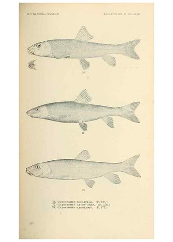 Reproducción/Reproduction 7983310450: The fishes of North and Middle America :. Washington :Smithsonian Institution, United States National Museum,1896-1900.