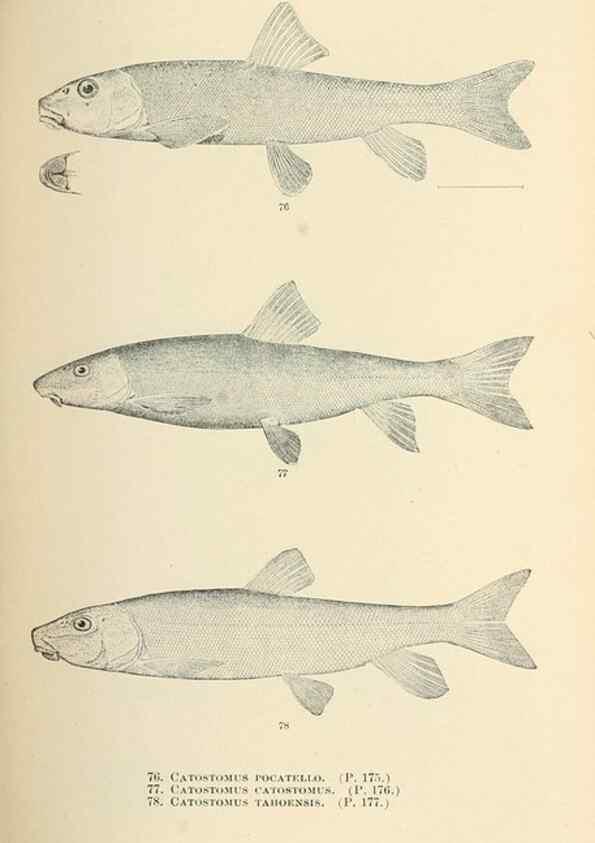 Reproducción/Reproduction 7983310450: The fishes of North and Middle America :. Washington :Smithsonian Institution, United States National Museum,1896-1900.