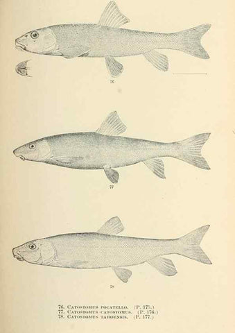 Reproducción/Reproduction 7983310450: The fishes of North and Middle America :. Washington :Smithsonian Institution, United States National Museum,1896-1900.