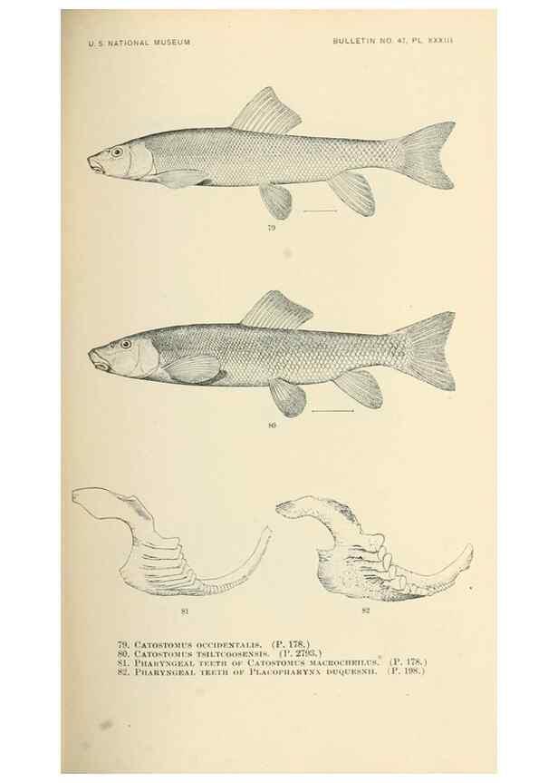 Reproducción/Reproduction 7983306905: The fishes of North and Middle America :. Washington :Smithsonian Institution, United States National Museum,1896-1900.