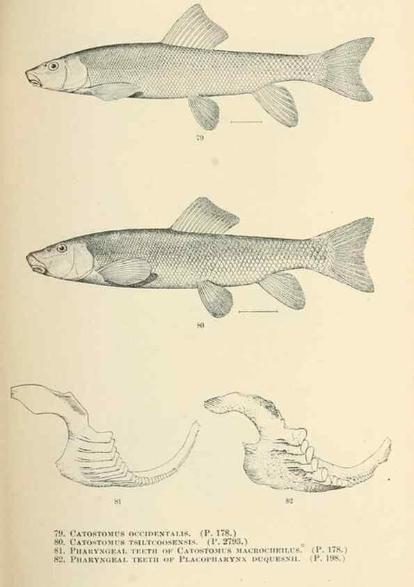Reproducción/Reproduction 7983306905: The fishes of North and Middle America :. Washington :Smithsonian Institution, United States National Museum,1896-1900.