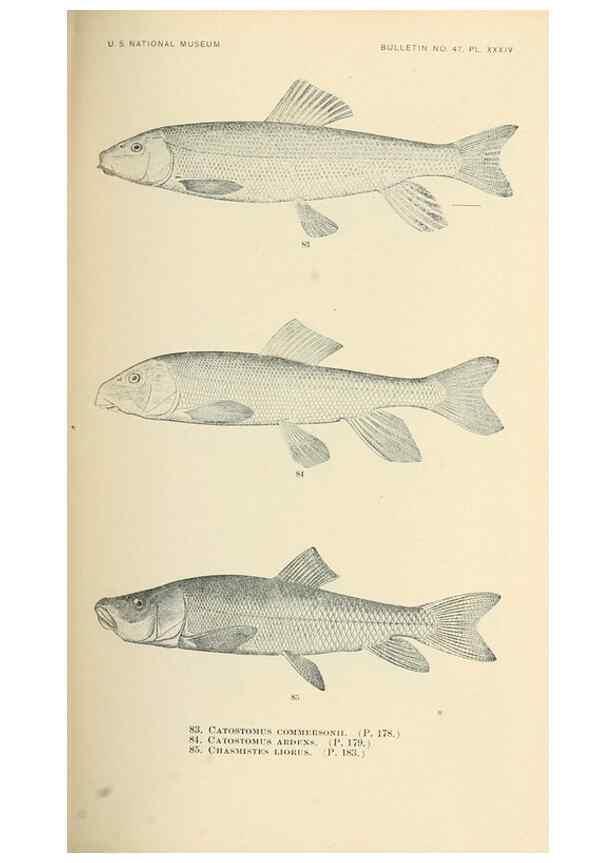 Reproducción/Reproduction 7983311606: The fishes of North and Middle America :. Washington :Smithsonian Institution, United States National Museum,1896-1900.