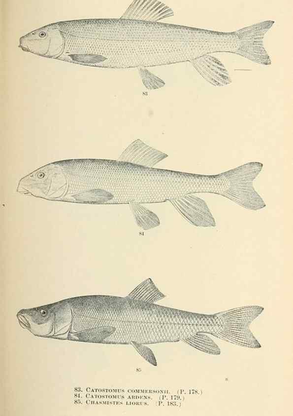 Reproducción/Reproduction 7983311606: The fishes of North and Middle America :. Washington :Smithsonian Institution, United States National Museum,1896-1900.