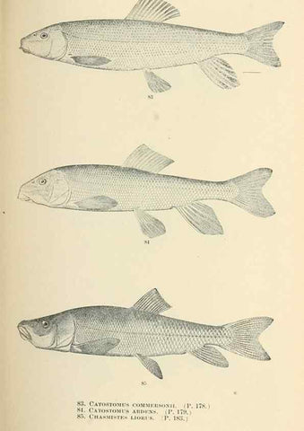 Reproducción/Reproduction 7983311606: The fishes of North and Middle America :. Washington :Smithsonian Institution, United States National Museum,1896-1900.