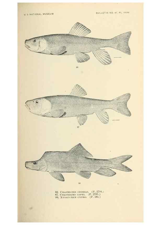 Reproducción/Reproduction 7983312196: The fishes of North and Middle America :. Washington :Smithsonian Institution, United States National Museum,1896-1900.