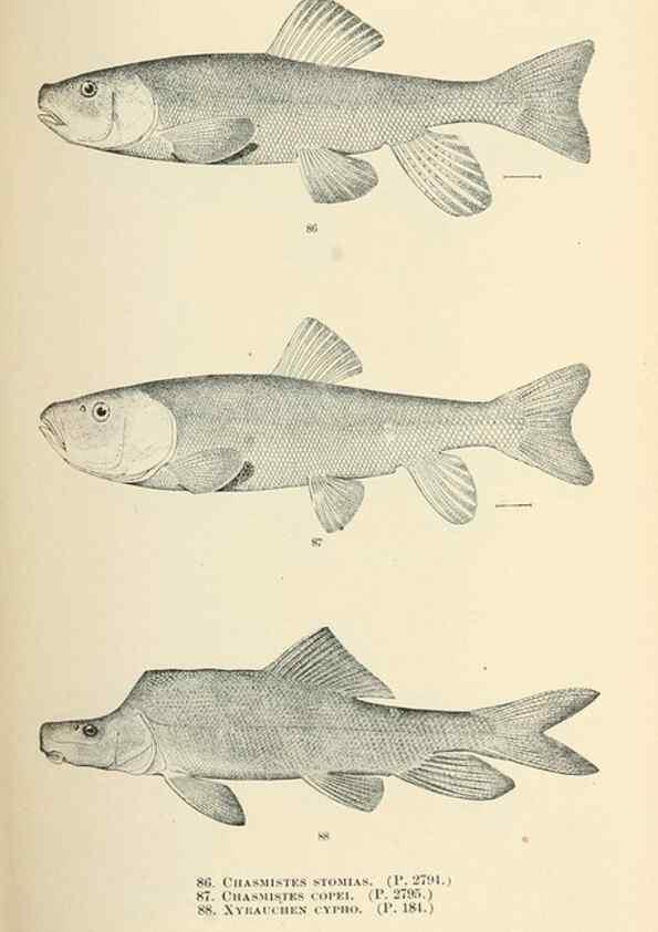 Reproducción/Reproduction 7983312196: The fishes of North and Middle America :. Washington :Smithsonian Institution, United States National Museum,1896-1900.