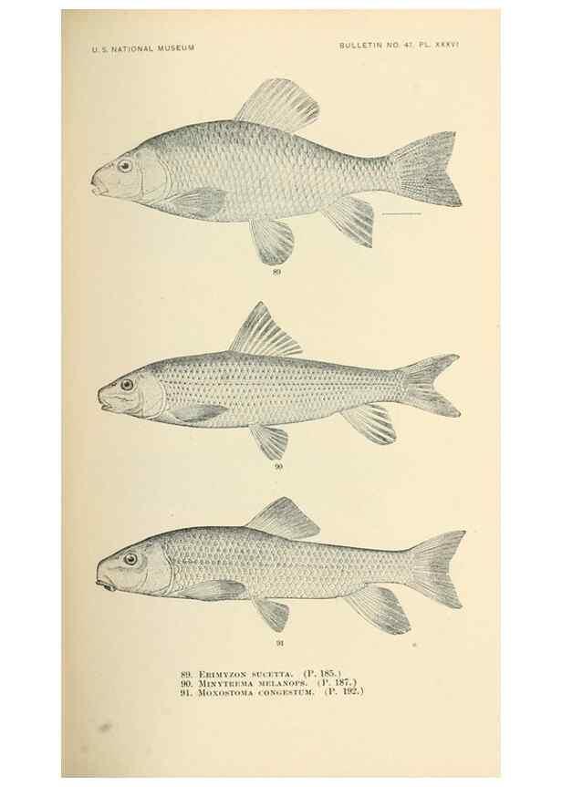 Reproducción/Reproduction 7983312822: The fishes of North and Middle America :. Washington :Smithsonian Institution, United States National Museum,1896-1900.