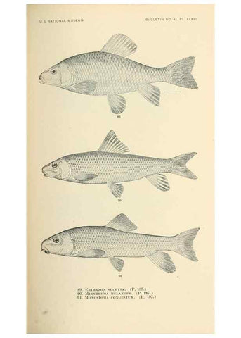 Reproducción/Reproduction 7983312822: The fishes of North and Middle America :. Washington :Smithsonian Institution, United States National Museum,1896-1900.