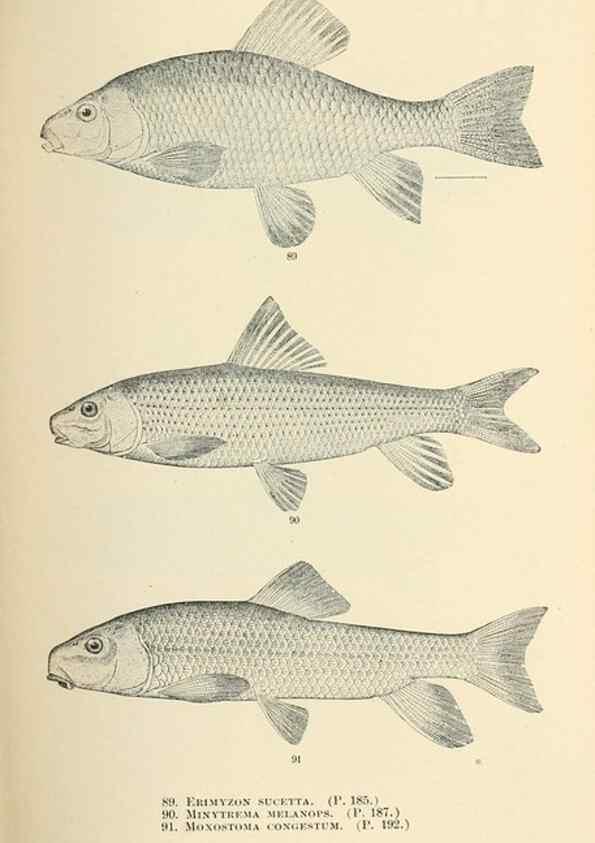 Reproducción/Reproduction 7983312822: The fishes of North and Middle America :. Washington :Smithsonian Institution, United States National Museum,1896-1900.
