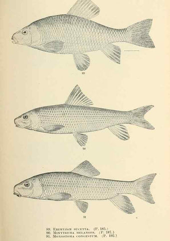 Reproducción/Reproduction 7983312822: The fishes of North and Middle America :. Washington :Smithsonian Institution, United States National Museum,1896-1900.
