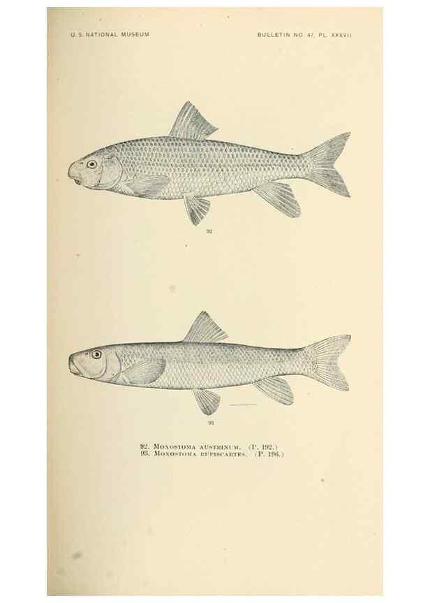 Reproducción/Reproduction 7983309327: The fishes of North and Middle America :. Washington :Smithsonian Institution, United States National Museum,1896-1900.