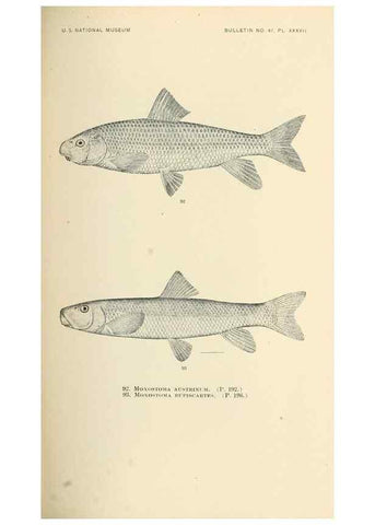 Reproducción/Reproduction 7983309327: The fishes of North and Middle America :. Washington :Smithsonian Institution, United States National Museum,1896-1900.