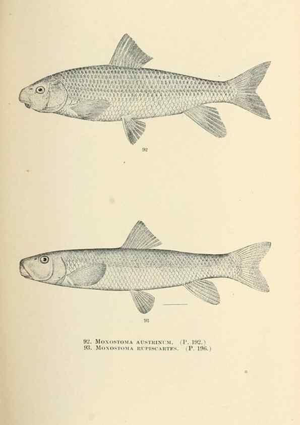 Reproducción/Reproduction 7983309327: The fishes of North and Middle America :. Washington :Smithsonian Institution, United States National Museum,1896-1900.