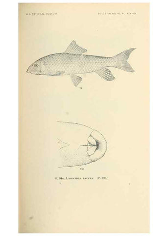 Reproducción/Reproduction 7983313972: The fishes of North and Middle America :. Washington :Smithsonian Institution, United States National Museum,1896-1900.