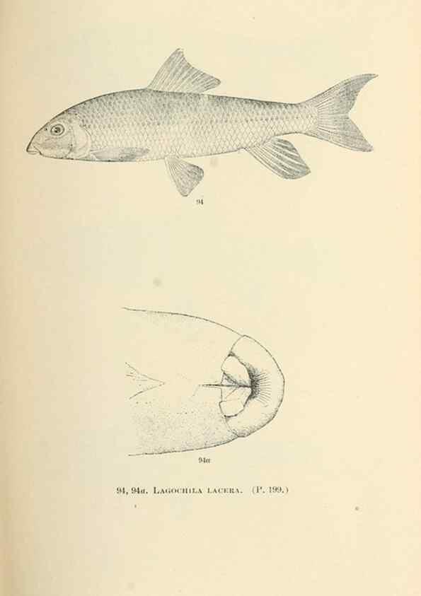 Reproducción/Reproduction 7983313972: The fishes of North and Middle America :. Washington :Smithsonian Institution, United States National Museum,1896-1900.
