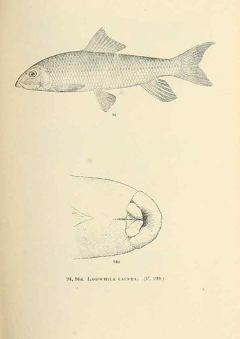 Reproducción/Reproduction 7983313972: The fishes of North and Middle America :. Washington :Smithsonian Institution, United States National Museum,1896-1900.