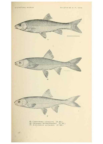 Reproducción/Reproduction 7983310461: The fishes of North and Middle America :. Washington :Smithsonian Institution, United States National Museum,1896-1900.