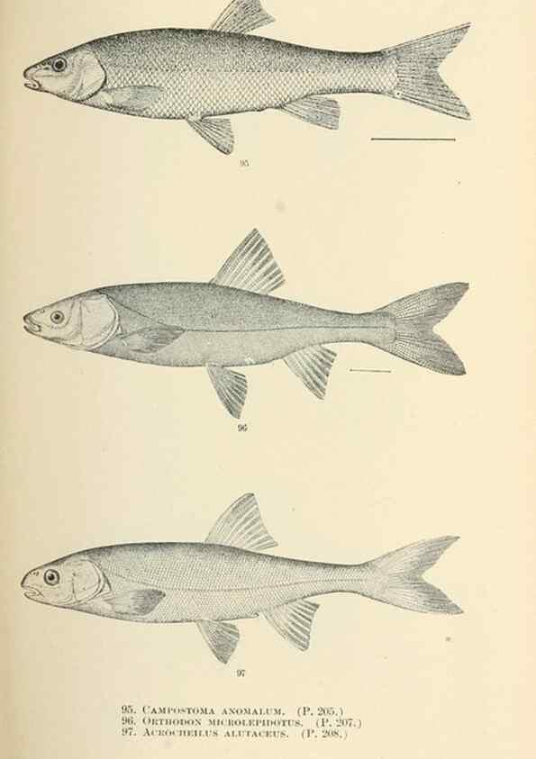 Reproducción/Reproduction 7983310461: The fishes of North and Middle America :. Washington :Smithsonian Institution, United States National Museum,1896-1900.