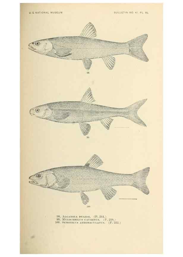 Reproducción/Reproduction 7983311097: The fishes of North and Middle America :. Washington :Smithsonian Institution, United States National Museum,1896-1900.