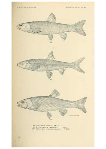 Reproducción/Reproduction 7983311097: The fishes of North and Middle America :. Washington :Smithsonian Institution, United States National Museum,1896-1900.