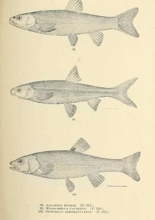Reproducción/Reproduction 7983311097: The fishes of North and Middle America :. Washington :Smithsonian Institution, United States National Museum,1896-1900.